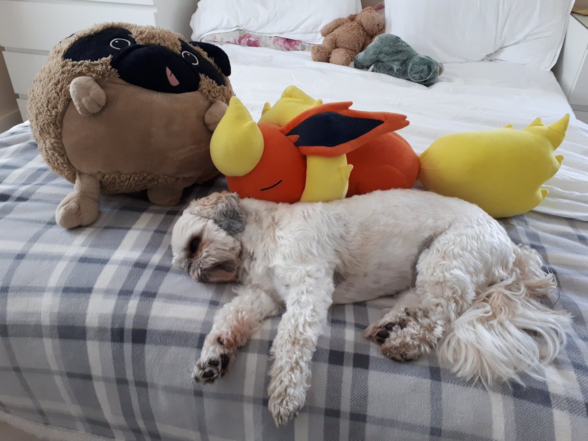 Here he is napping with some of his fellow cuddly toys.