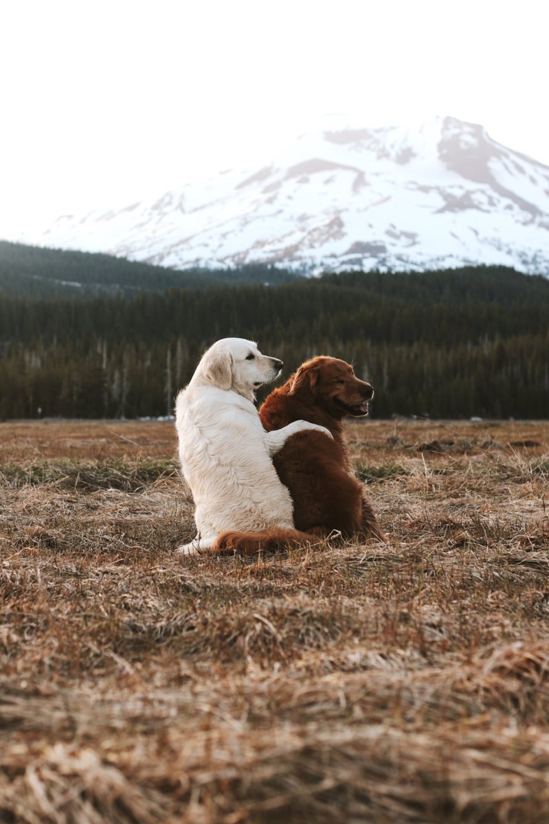 coffee_n_mtns's tweet photo. Relationship goals https://t.co/mSms9O8Eao