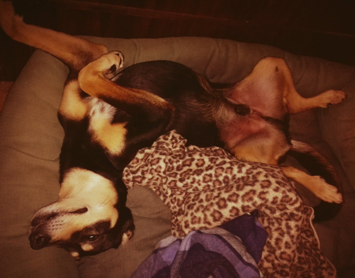 ListBelow's tweet image. He's either not ready for summer or I need to get him to a vet. #rescuedog #capetown