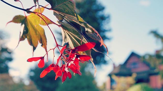 JB0Y74's tweet photo. Happy #Canadian #thanksgiving !!! I like warmer(and sunny) weather than right now 11°C / 52°F, but, it is nice to be able to enjoy sweaters, jackets, and a cup of #coffee (warm drink of your choice, perhaps #psl). Also enjoy checking out beautiful #fallf… https://t.co/uEekP2xGYJ https://t.co/Ayh2KZee1a
