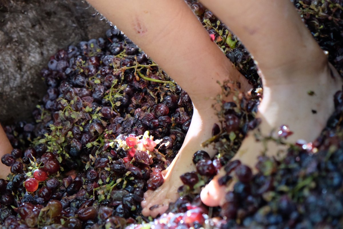 mmaserasf's tweet photo. 4 de #verdú #docostersdelsegre #urgellturisme #aralleida #adnlleida #nolec #aralleidawine #ThePhotoHour #photography https://t.co/y7O6m5O0GG