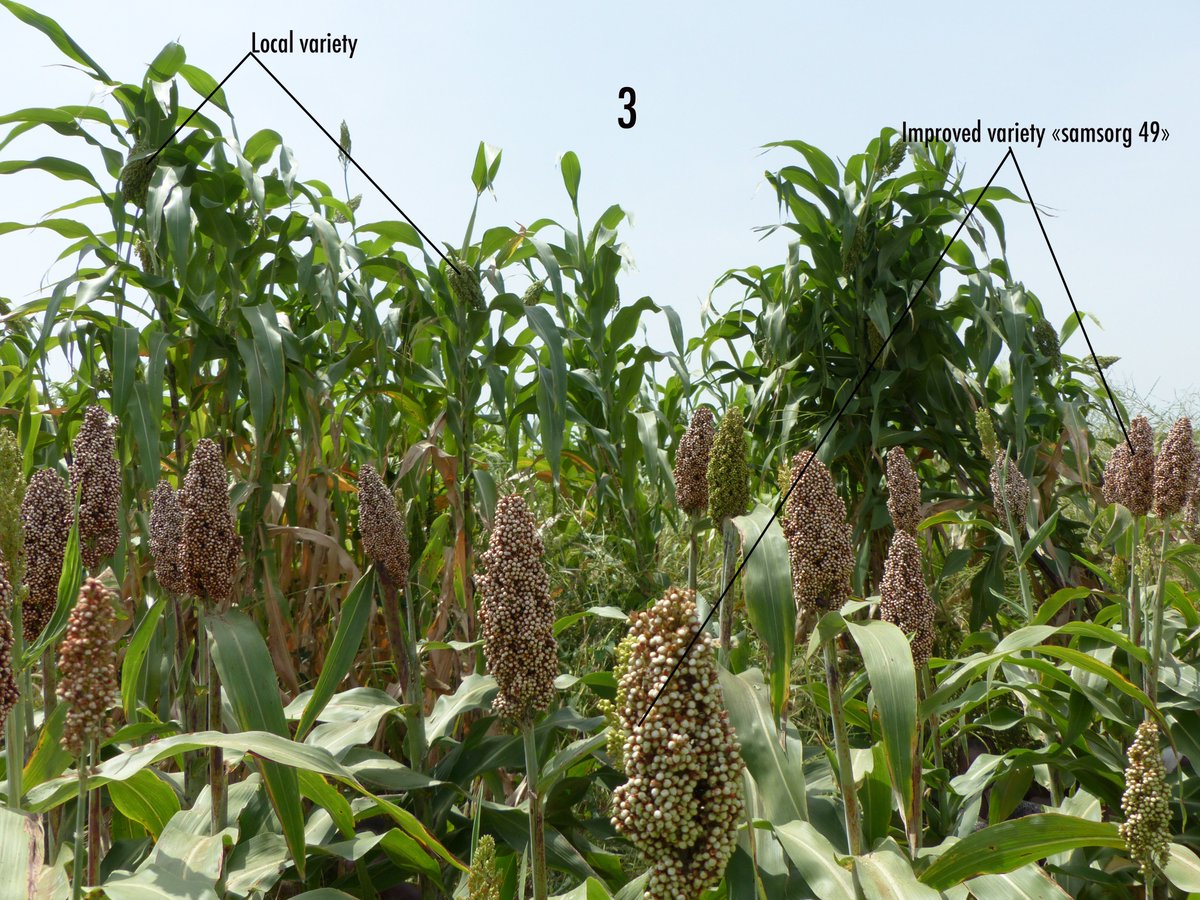 ICRISAT_HOPE's tweet photo. October 8, 2018
Visit of #HOPEII activities for the year 2018 in #Nigeria.
Image 1: on left (1), improved sorghum variety CF 35-5, resistant to striga. On right (2) the local variety infected of striga. Image 2: improved sorghum variety (Sansorg 49 ) better than local variety. https://t.co/PeA3KIKC2w