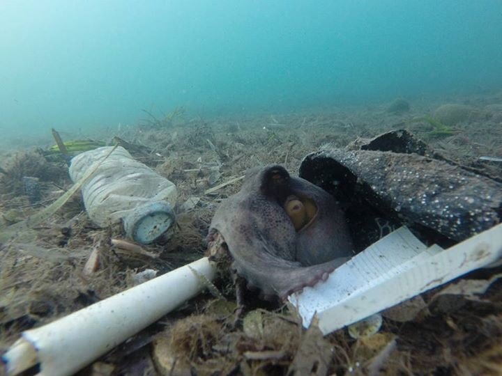 padiaware's tweet image. UN report finds #marinedebris harming more than 800 species (including octopus 🐙), costing countries millions @UNEnvironment projectaware.org/news/new-un-re… 📸: Laurent Lombard #DiveAgainstDebris