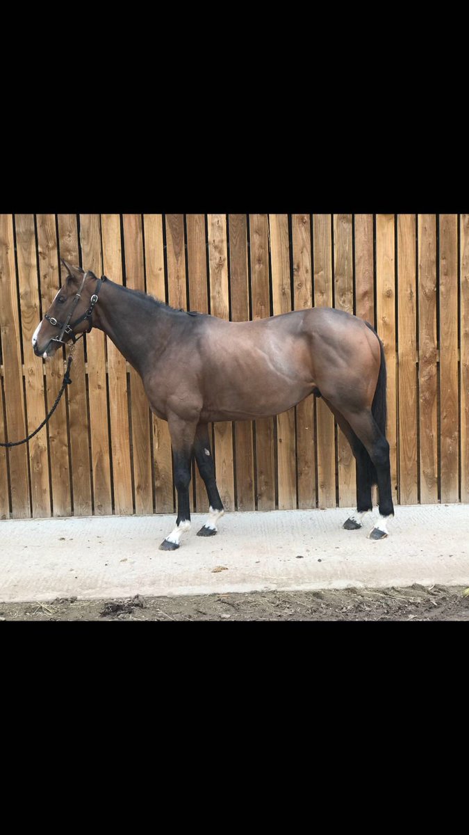 ValueRacingClub's tweet photo. Pyromaniac came in from the field over the weekend. He’s had two months of turnout since we purchased him. Looking very well, one for the big spring handicaps @trainingwinners https://t.co/JA1PZwX9dC
