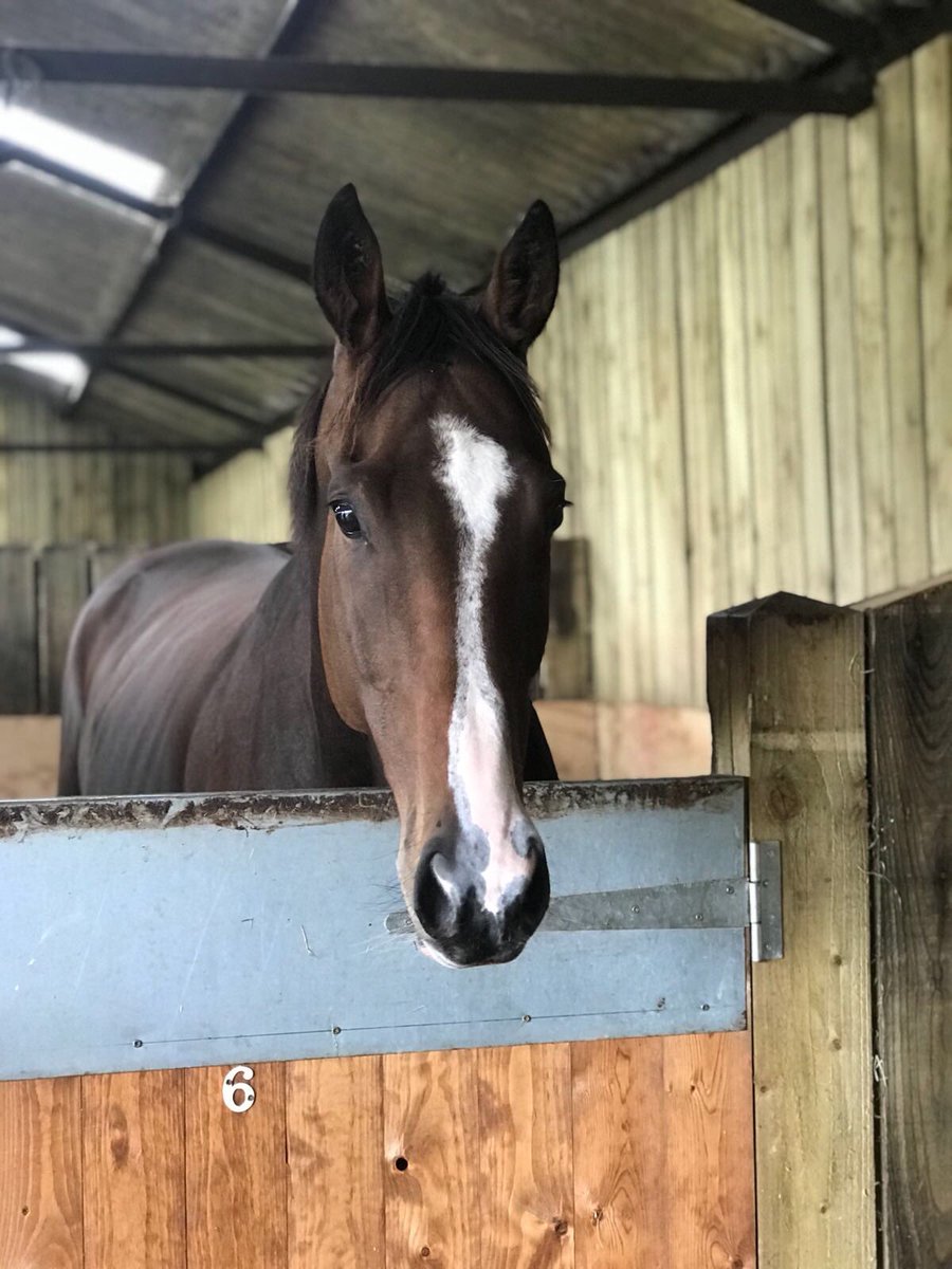 ValueRacingClub's tweet photo. Pyromaniac came in from the field over the weekend. He’s had two months of turnout since we purchased him. Looking very well, one for the big spring handicaps @trainingwinners https://t.co/JA1PZwX9dC