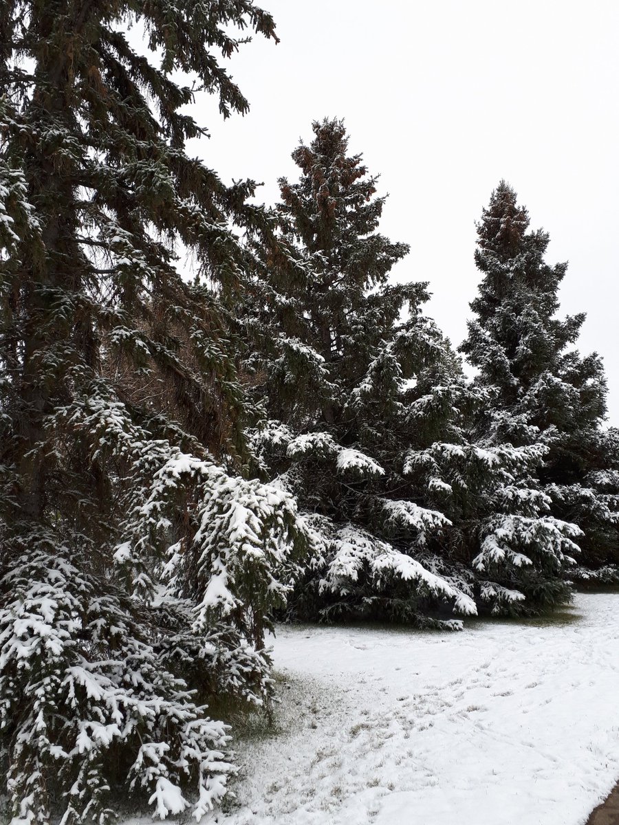 DavidHsu_'s tweet photo. Crisp, fresh air with a light chilling breeze wakes up your senses.
#Yeg #WinterWonderland #FallHasFallen
#WinterFall #NaturalFreezeScenery #Frozen https://t.co/aIA1r1aLg1