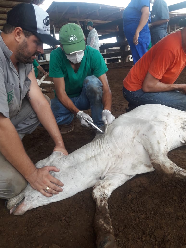 sistemafaeac's tweet photo. Encerramento do curso de Manejo e Vacinação do Rebanho Bovino, parceria do SENAR - Acre com a UFAC e IDAF. A parte prática lidou diretamente com a vacinação dos bovinos na Fazenda Montozo, localizada no município de Acrelândia. #parceria #senaracre #faeac #agrofortebrasilforte https://t.co/D71BnYN2Bu