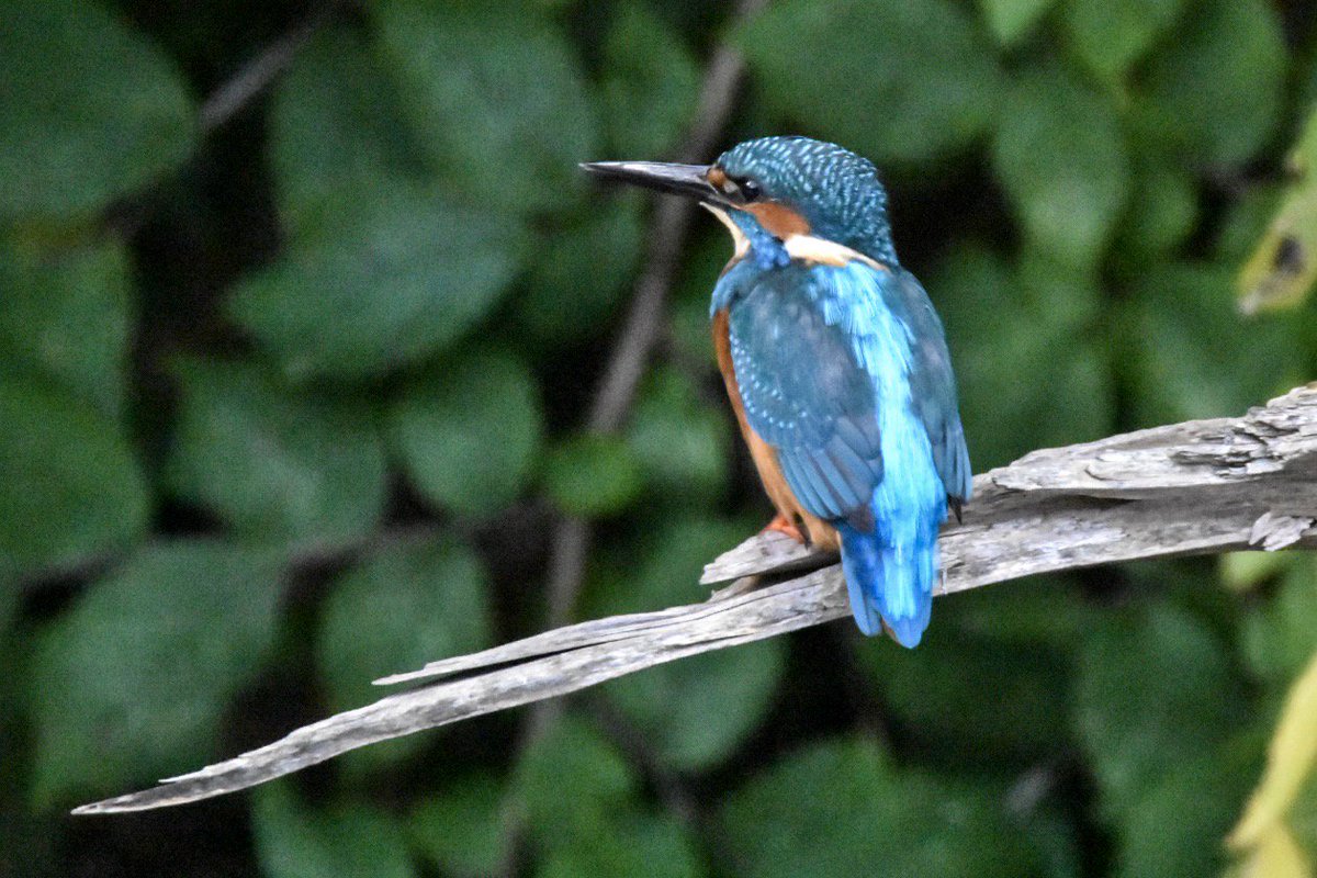 diggums's tweet photo. The posing stick. #kingfisher #wolct #waterofleith https://t.co/SLSa9fdlsW