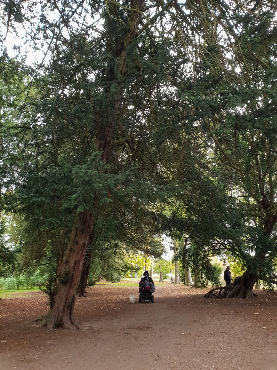 DanielBaker_eu's tweet photo. Visiting @NTCroome with Peppa the chihuahua #dmdadultliving #dogsofcroome https://t.co/oMQrYv1qVv