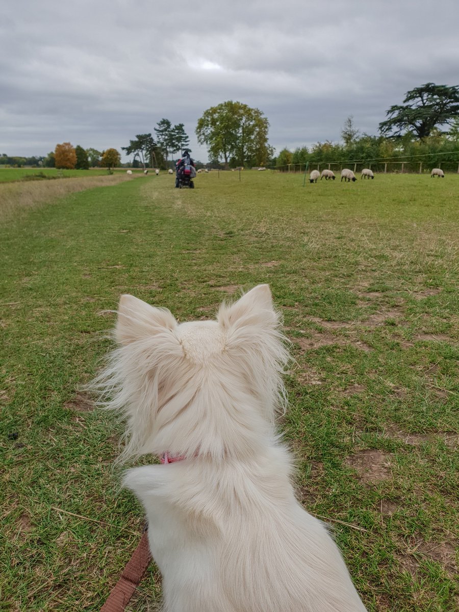 DanielBaker_eu's tweet photo. Visiting @NTCroome with Peppa the chihuahua #dmdadultliving #dogsofcroome https://t.co/oMQrYv1qVv