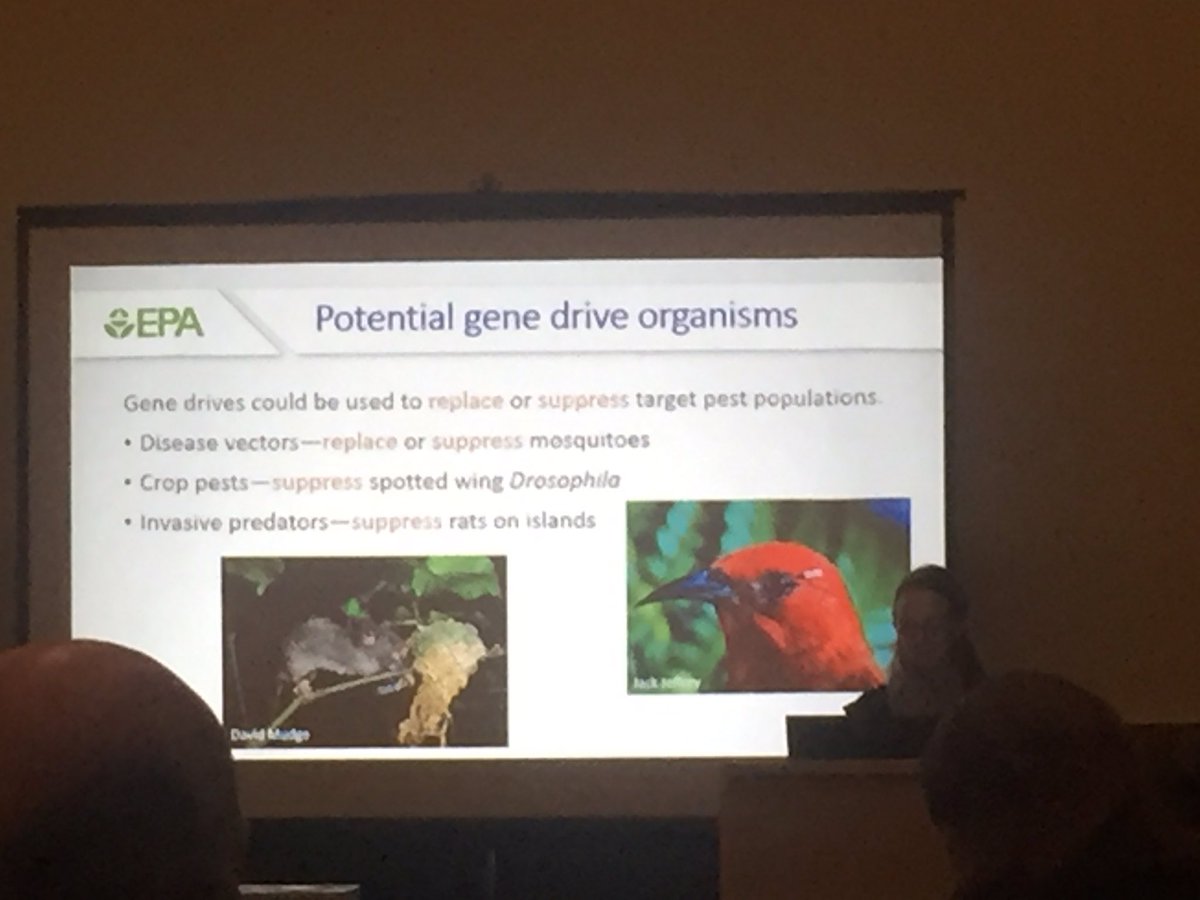 claudiawultsch's tweet photo. Caroline Ridley talks about gene drive and its application in #wildlife conservation and management #TWS2018 #session27 #GE https://t.co/9rYQXFLFmW