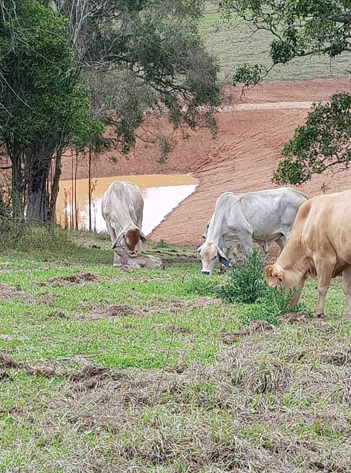 APracticalLife1's tweet image. This steer was full lovin on this newborn calf, so sweet! bit.ly/2Obfh2Q
