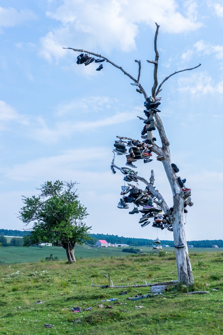 The Shoe Tree ~ Near Shepody Marsh in New Brunswick, Canada 🇨🇦. 
#shoetree #albertcounty #newbrunswick #newbrunswickcanada #newbrunswicktourism #nb #artproject #quirky #coolbeans #marsh #shoes #landmark #canada #maritimes #loves_canada #loves_canada_ #canadasworld #canada🇨🇦