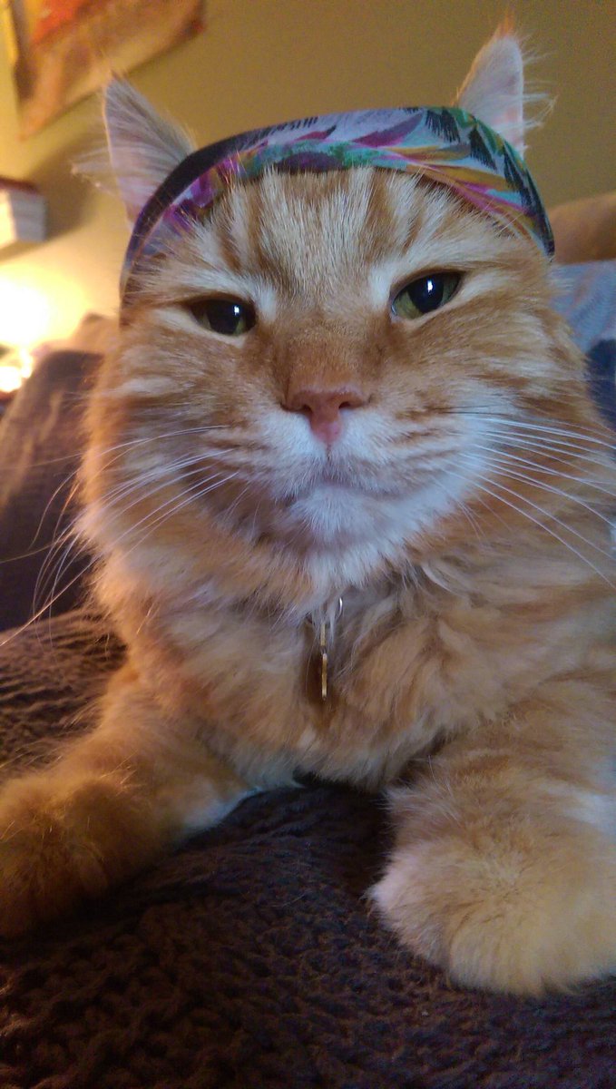 LocalH's tweet image. Texas here we come. 

Pack up those cats:
Oct 9 - @barracudaaustin — Austin, TX
Oct 10 - @ClubDadaDFW — Dallas, TX