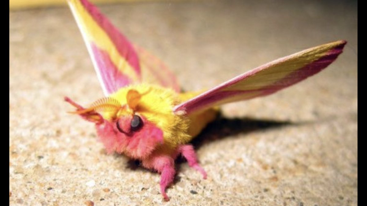 toxic_stall's tweet photo. To everyone who says that moths aren’t cute @kinganiii https://t.co/wlCcPQjfiO
