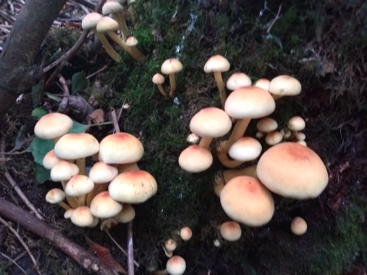 TempleportDA's tweet photo. Fabulous Fungi discovery walk with @macgeopark &amp; Shailagh Healy in Annagh Woods, Ballyconnnell...  incredible varieties and so many of them!#fungi #foraging https://t.co/jNKYCFAms7