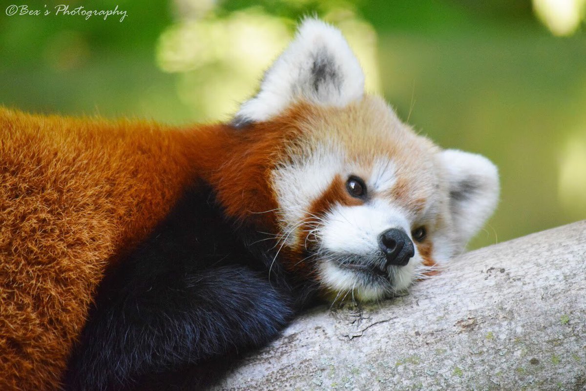Photo_forte's tweet photo. This red panda is probably the most adorable thing I’ve ever seen! Just curled up observing us, just as we were observing him. #redpanda #adorable #nap #chillin #cuteredpanda #binderparkzoo #zoo #animals #animalshots #photography #animalphotography https://t.co/qY7uYQvIWD