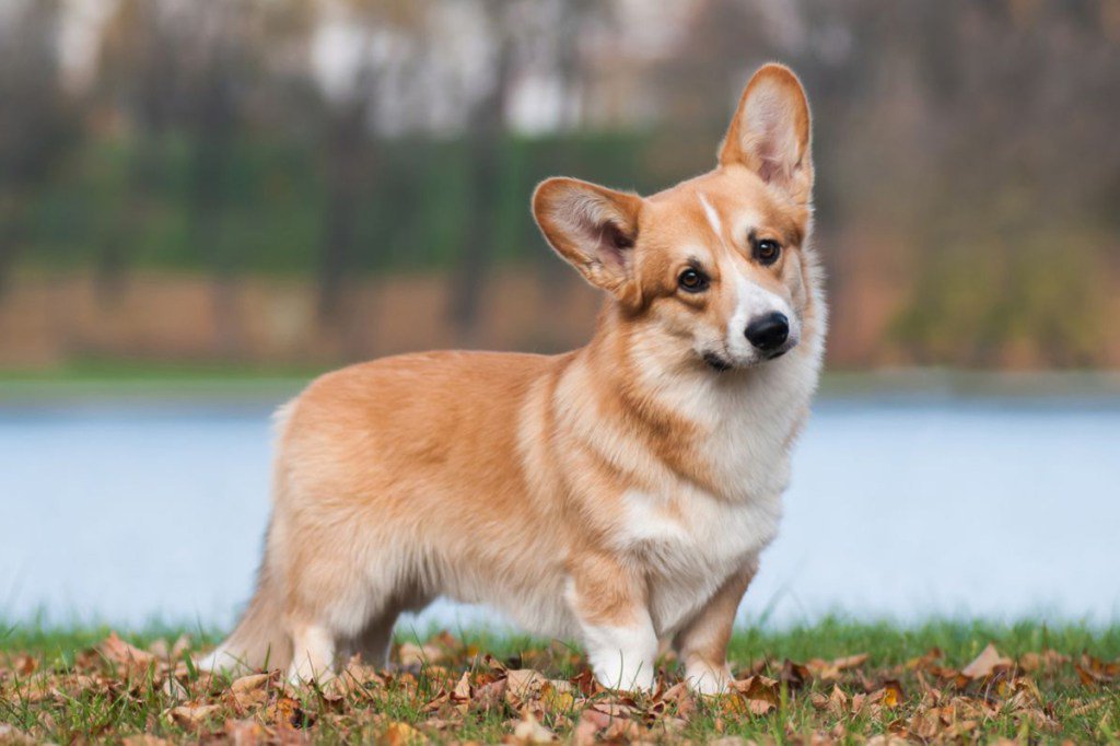 applausscom's tweet photo. 10 razones por las que un Corgi es el mejor perro del mundo https://t.co/hOy69euKTt https://t.co/FoymQtml7D