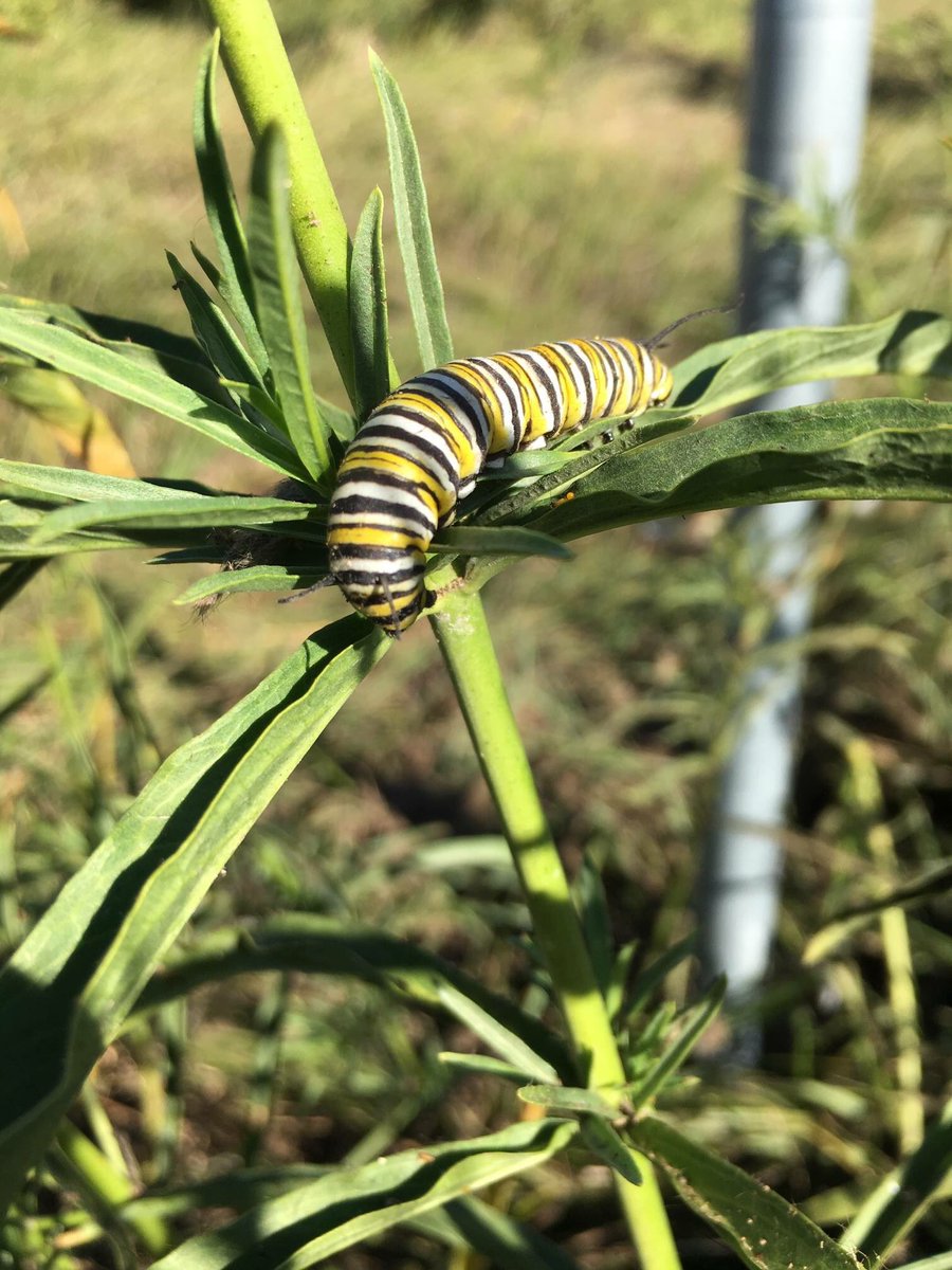 Yay! We found 2 monarch caterpillars on milkweed in our garden! Help monarchs, plant narrow-leaf milkweed. #monarch