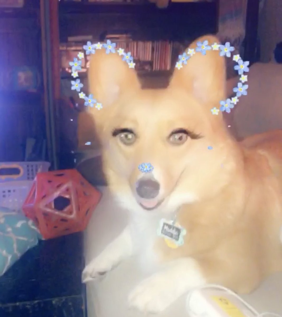 sarahobrien805's tweet photo. These #snapchat filters make anyone look #flawless 😂 #corgi #corgilove https://t.co/59v6LbnvXV