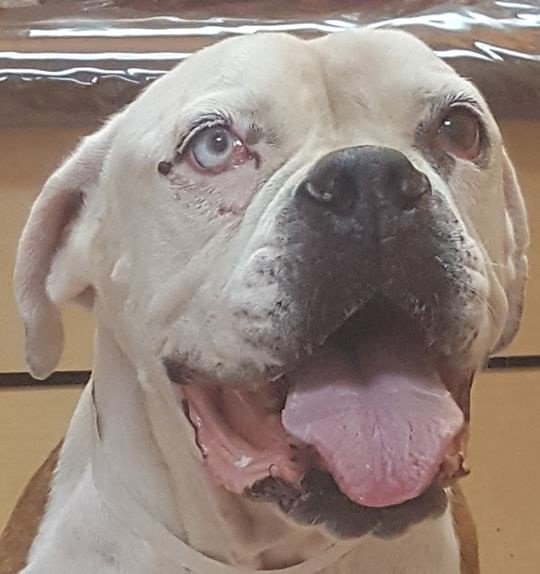 Star's leg was damaged after she was shot, hit by a car, &amp; left for dead. A Good Samaritan saved her and is paying for her physical therapy. But Star needs a place to temporarily call home. Contact Heather at (954) 534-5606 <a href="/fox_sheldon/">Sheldon Fox-7 News</a> #rescuedogs #Miami