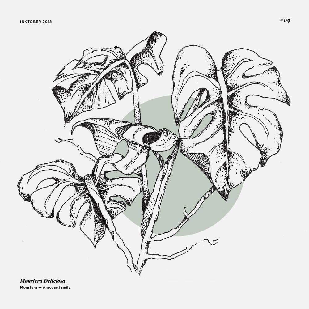 Sara Be Ge On Twitter Monstera Deliciosa Large Glossy Sara Be Ge On Twitter Monstera Deliciosa Large Glossy