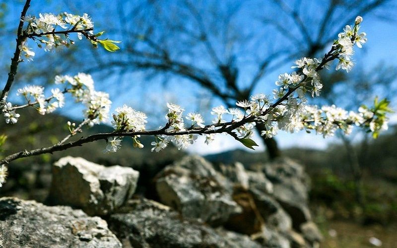 wanderlust_tips's tweet photo. 🌼🌸🌺Mê mẩn những mùa hoa trên cung đường Tây Bắc
➡️https://t.co/3mWIfPuaQm

#taybac #hoaban #caitrang #mocchau #hoaman #tamgiacmach #hagiang #wanderlusttips https://t.co/Zvg8IQNYCs