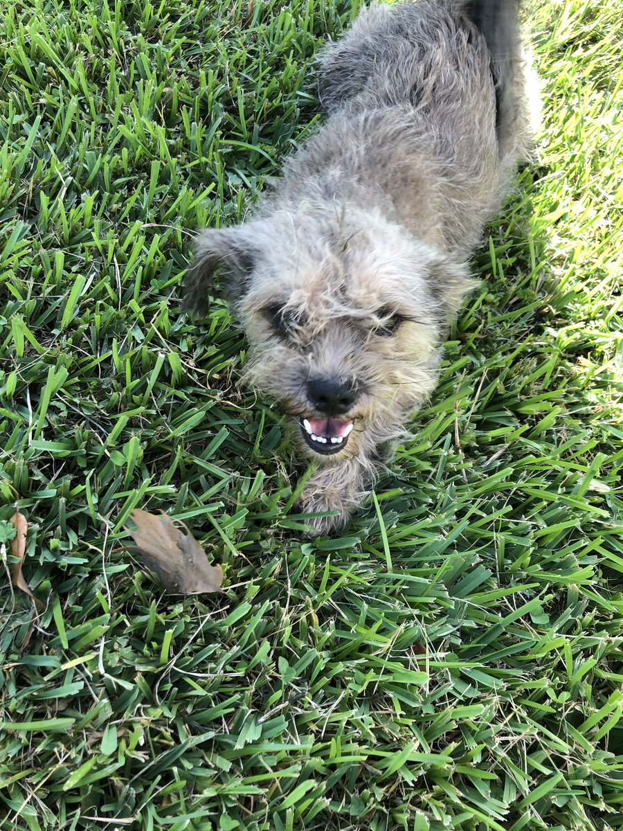 gabiwithonei's tweet photo. DOES ANYONE WANT A DOG? I found this dog at my work and she’s so sweet and friendly. I gave her a bath but I can’t keep her. 🐶 https://t.co/Pis6Lj9uKe