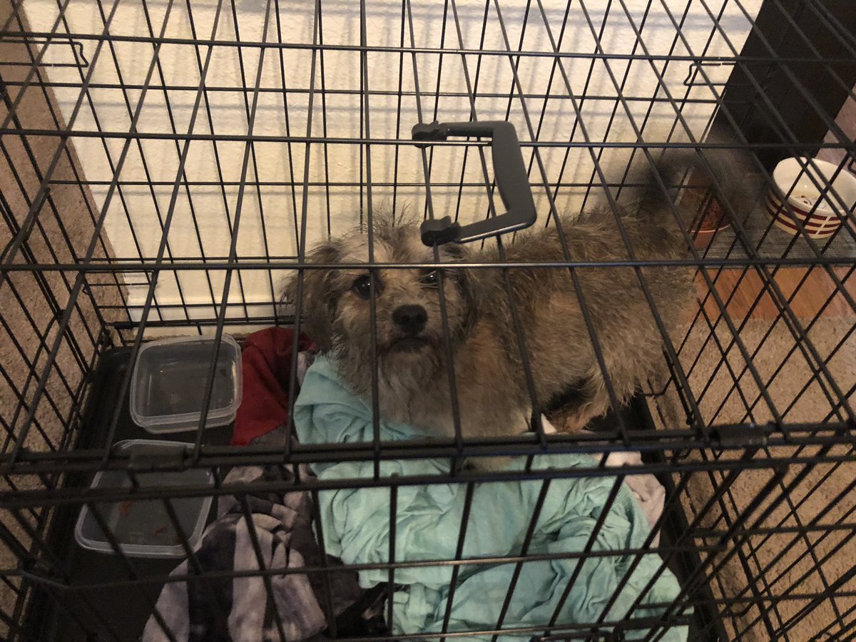 gabiwithonei's tweet photo. DOES ANYONE WANT A DOG? I found this dog at my work and she’s so sweet and friendly. I gave her a bath but I can’t keep her. 🐶 https://t.co/Pis6Lj9uKe