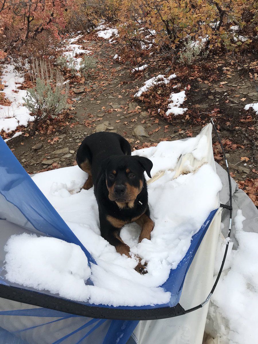 justingroach's tweet image. Big man Brutus with his first summit today