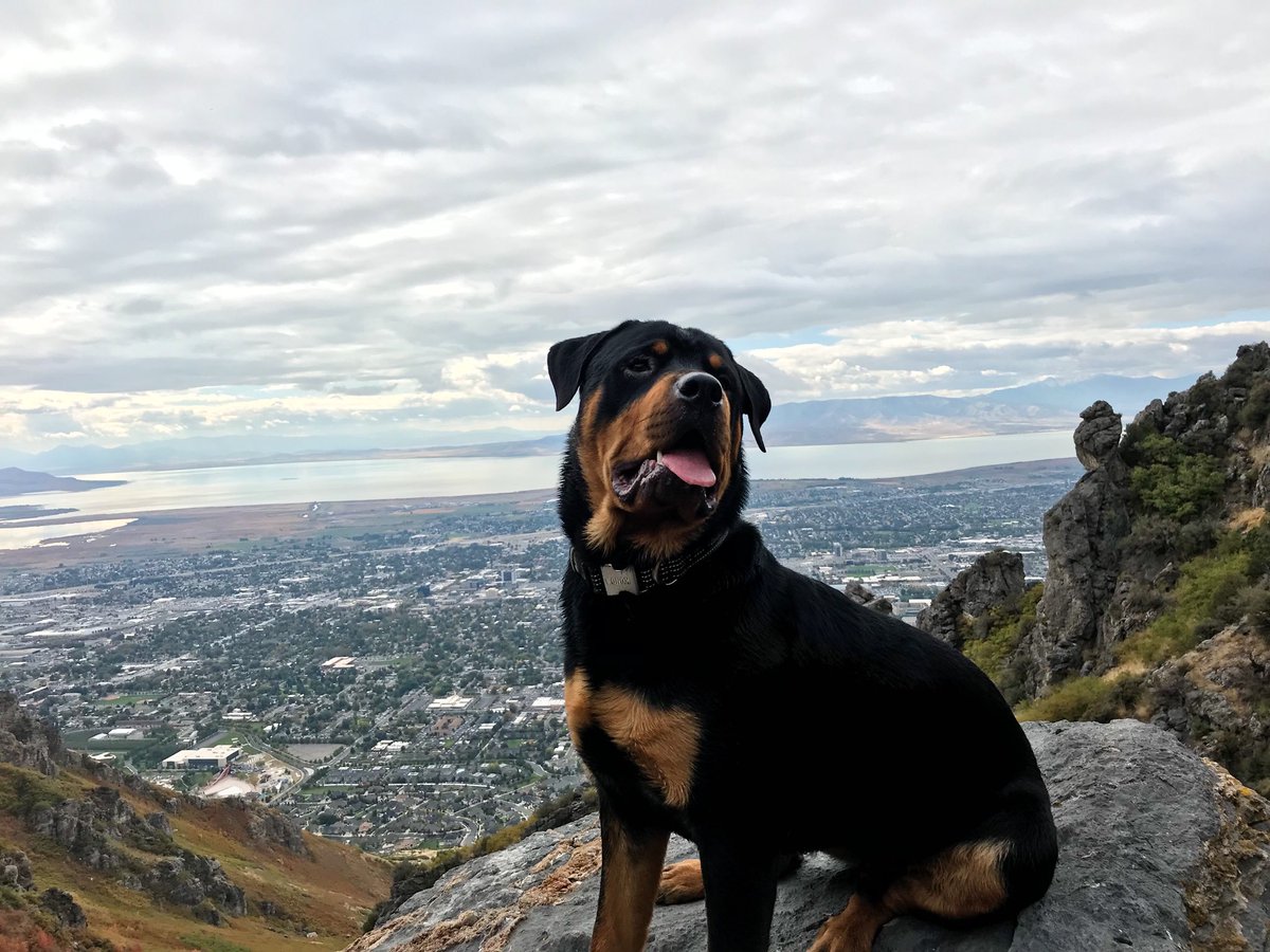 justingroach's tweet image. Big man Brutus with his first summit today