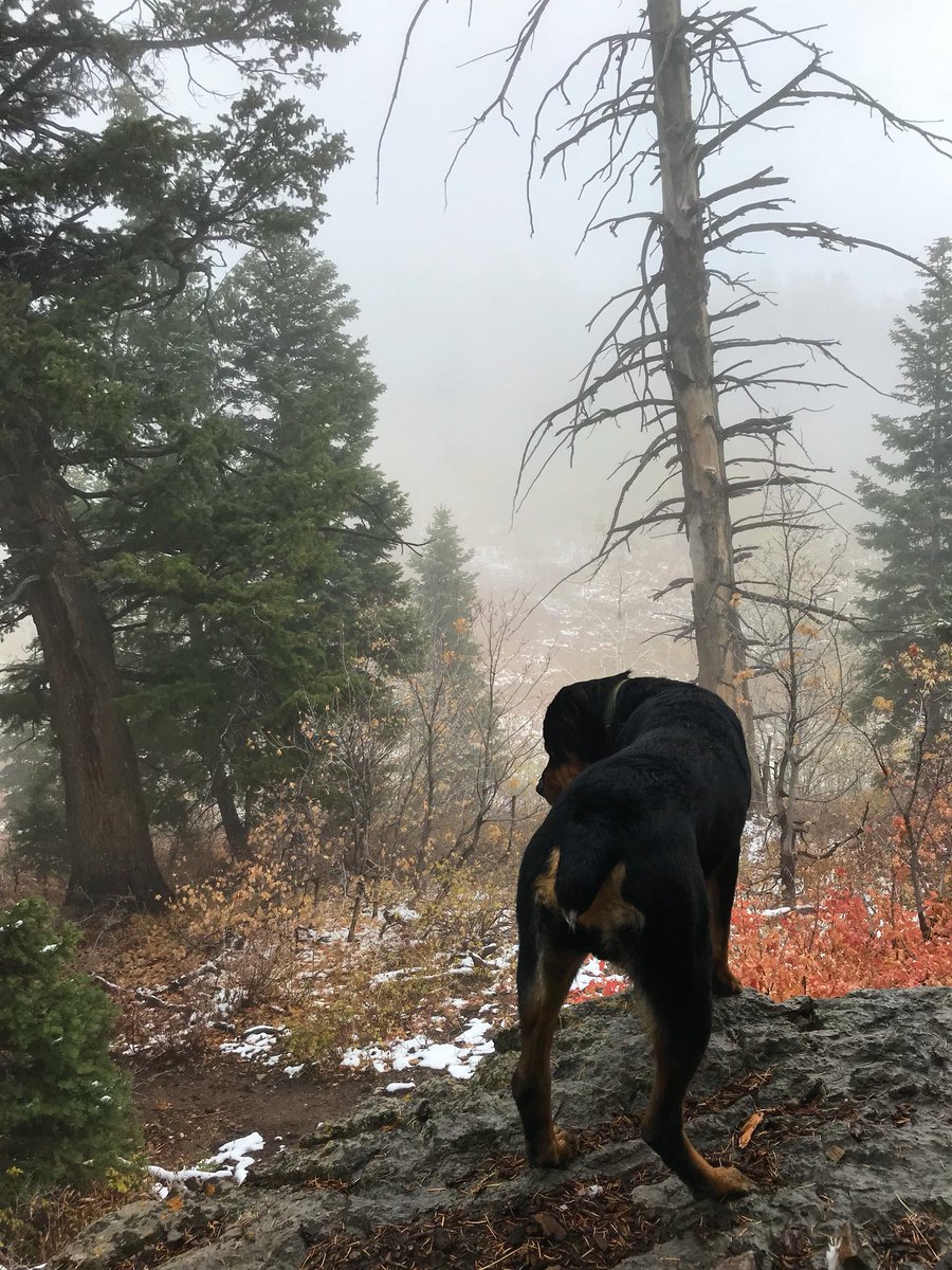 justingroach's tweet image. Big man Brutus with his first summit today