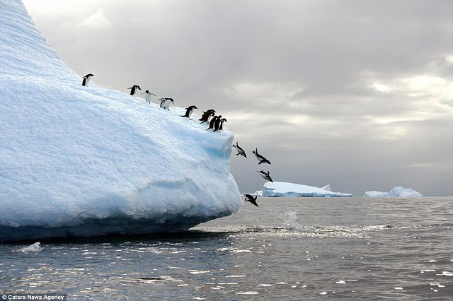 Антарктические полюса. Южный полюс Антарктида. Антарктида (материк). Аэродром Новолазаревская Антарктида. Северный Ледовитый океан пингвины.