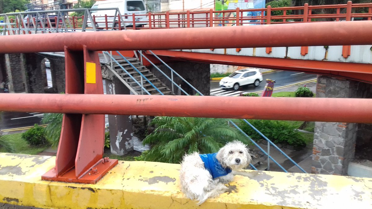 alertux's tweet photo. #AlertaSV 
Se buscan dueños de mascota vista sobre Paso a Desnivel, Los Próceres.

¡Da RT! https://t.co/OYehKjH8iz