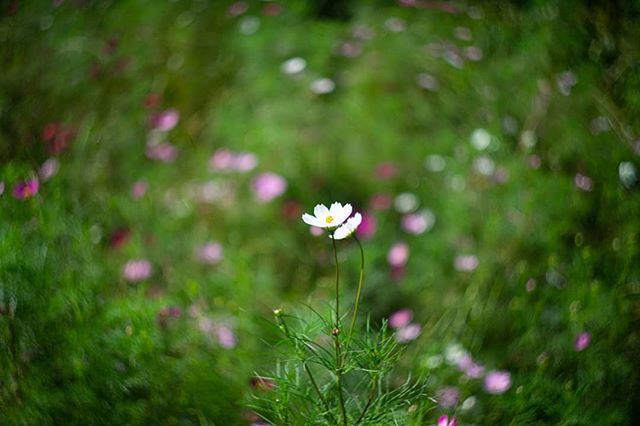 ジョージ コスモスとぐるぐるボケ コスモス Cosmos 花 Flower ザ花部 はなまっぷ 花フレンド Flowerstagram Helios44 ヘリオス44 オールドレンズ Oldlens ぐるぐるボケ 小金井公園 T Co 1qfi5iiisf T Co Ob0buzpdtm Twitter