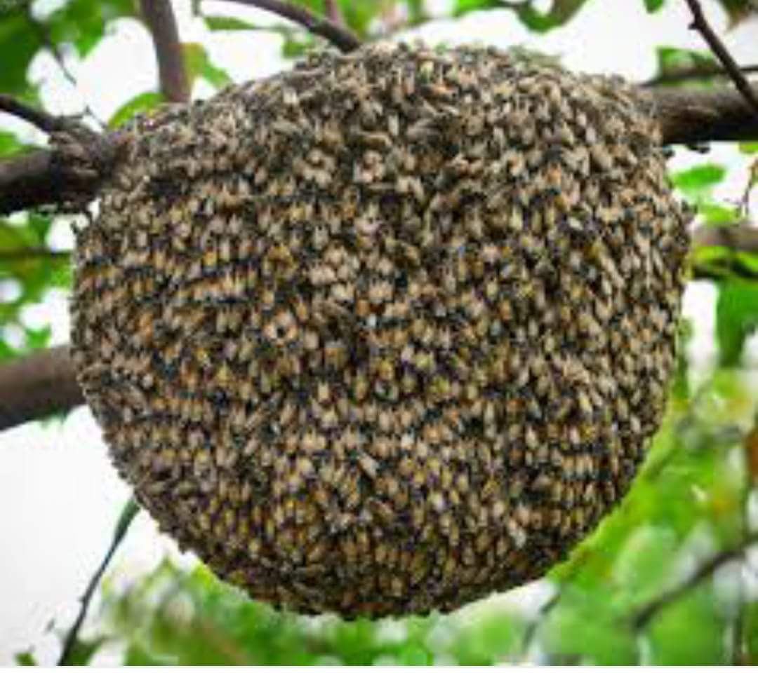 SnoopyRossental's tweet photo. COMIENZA LA TEMPORADA DE ENJAMBRES.
SI UD VE EN ÁRBOLES, CASAS O DONDE SEA GRUPOS DE ABEJAS NO DUDE EN AVISAR.+56959535232.SALVEMOS LAS ABEJAS!!! 🌻🐝🐝🐝🐝🌻
DIFUNDIR POR FAVOR!!!! https://t.co/pbrk8XmGdq