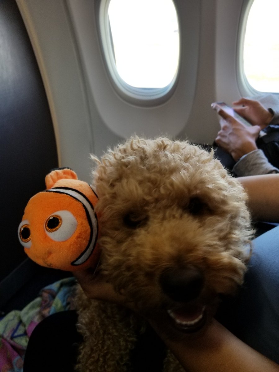 laurenappelbaum's tweet photo. Nemo met a friend on the plane! #WhereIsNemo #NemoinSF @JFusfield https://t.co/lbxPKFg8F4