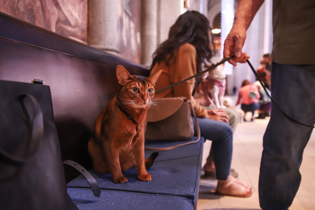 gracecathedral's tweet photo. Please enjoy these photos by photographer Jane Hu from yesterday's #blessingoftheanimals. #stfrancis #SFpets #dogsofSF #catsofSF #GraceisLove https://t.co/JmXodfQOvk