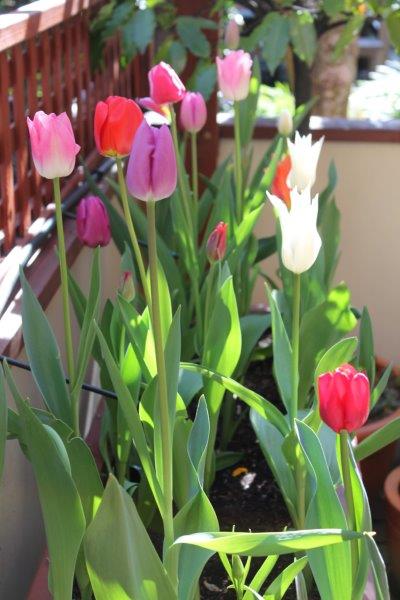 TeWanakaLodge's tweet photo. Spring is the season when the Earth laughs in flowers! And then it snows.....

#springinwanaka #sowarmthensocold #springflowers #tewanakalodge #snowiscoming #loveflowers #lovewanaka #lakewanaka #springsunshine #calmbeforethestorm https://t.co/WaO20WjJQU