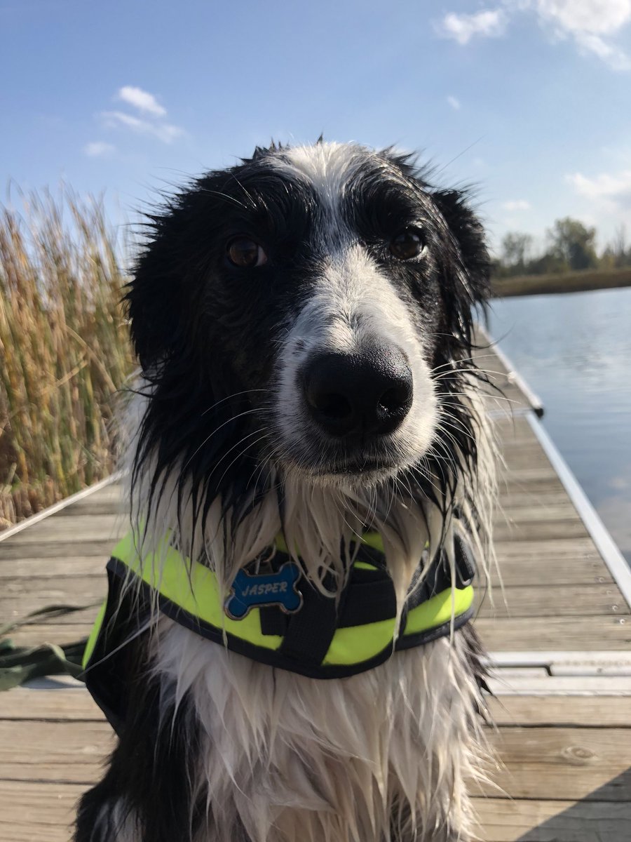 corgicrazytime's tweet photo. Another day at the lake with Jasper! Not sure how many more swim days we have this year, Have to make the most of it! #BorderCollie #Autumn #gojumpinthelake #ILoveMyDog @bordercolliefc @BCTGB https://t.co/X4lbVcUtr0