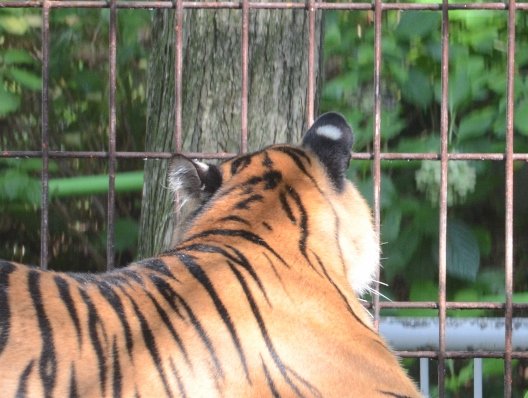 名古屋市東山動植物園 Ar Twitter きのうのツシマヤマネコクイズの答えです 耳の後ろの斑点 これを虎耳状斑といいます 画像はスマトラ トラの後ろ姿ですが 耳の後ろに白い斑点があります イエネコとの違いや後ろ姿も観察してみてくださいね 東山動植物園
