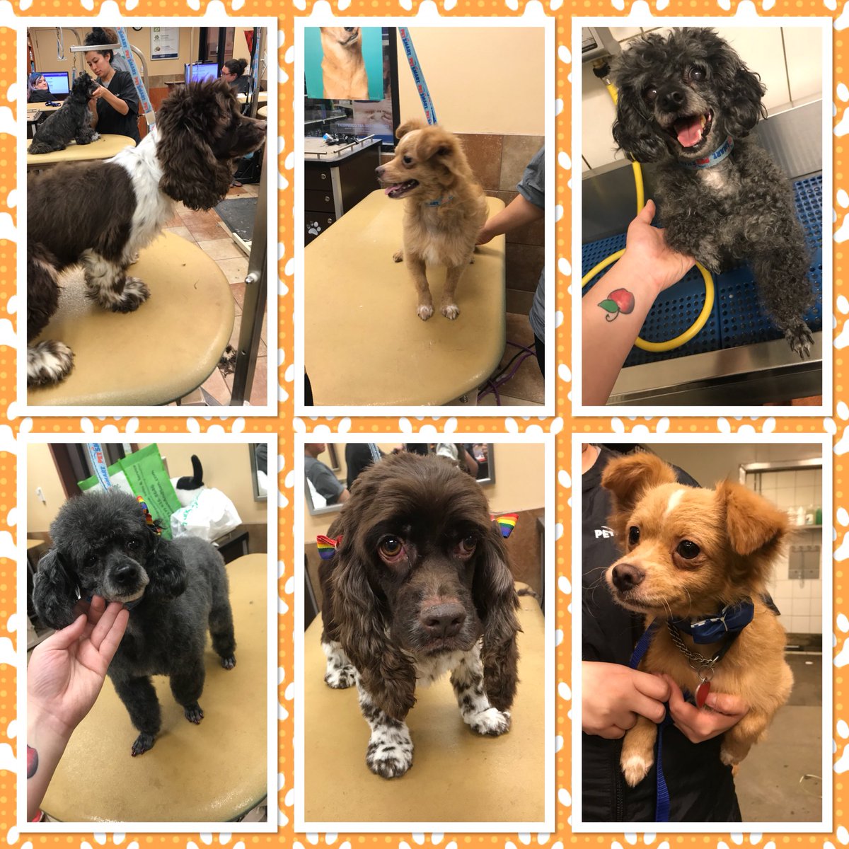 Just a few sweet rescue pups Academy helped get Adoption ready. #adoptable #AcademyRocks #StandOut #LifeAtPetSmart <a href="/KurtD_Salons/">Kurt Dennis</a> @PetSmart_DaveK <a href="/mikeboal/">Michael Clark</a>