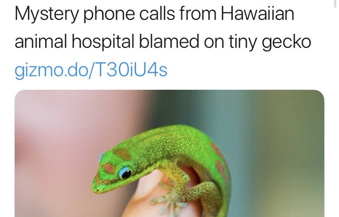 Yeah my ex-Mrs didn&rsquo;t believe me when I said it wasn&rsquo;t other girls calling it was the tiny gecko. https://t<a href="/tag/edfringe"class="tags"><span>#edfringe</span></a>