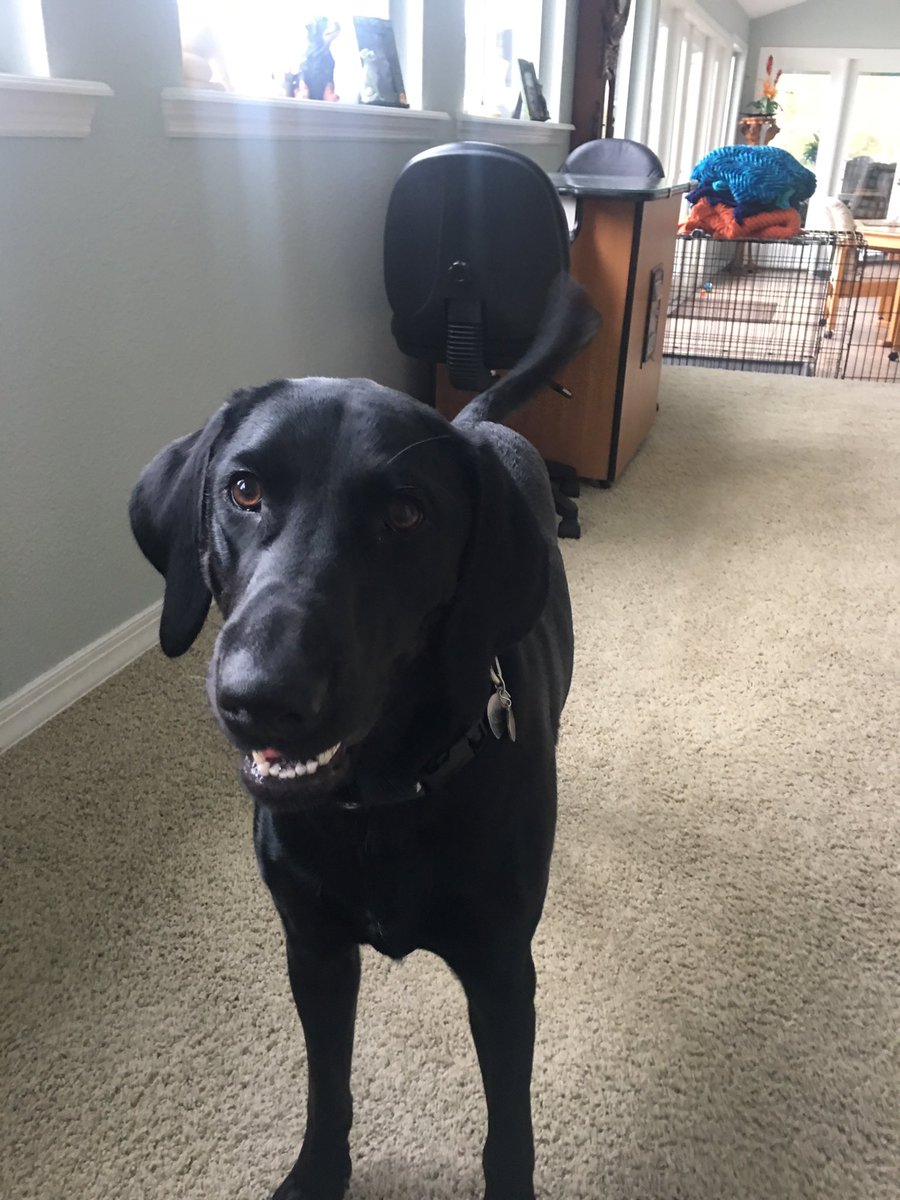 ClintonKyme's tweet image. Blue tick hound and black lab what a energetic dog:)