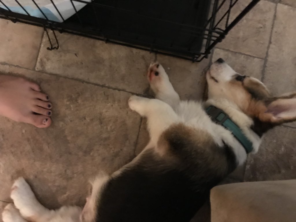 murphy_ana's tweet photo. @thequimbys1 Nap time!! https://t.co/ybK5lELJdi