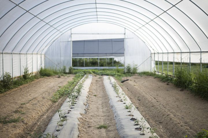 How One Woman Is Trying To Save #Mississippi Through The Power Of Vegetables 

From HuffPost: "Dr. Cindy Ayers Elliott started a farm in the city of #JacksonMS in order to combat Mississippi’s health crisis."
buff.ly/2MRmEqQ