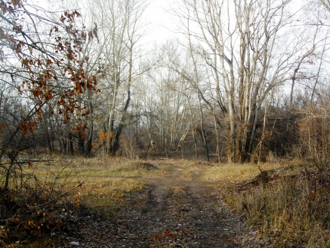 Предложения поздней осенью в лесу. Лес поздней осенью. Картина поздняя осень. Поздняя осень вид с пригорка. Поздняя осень картинки для детей.