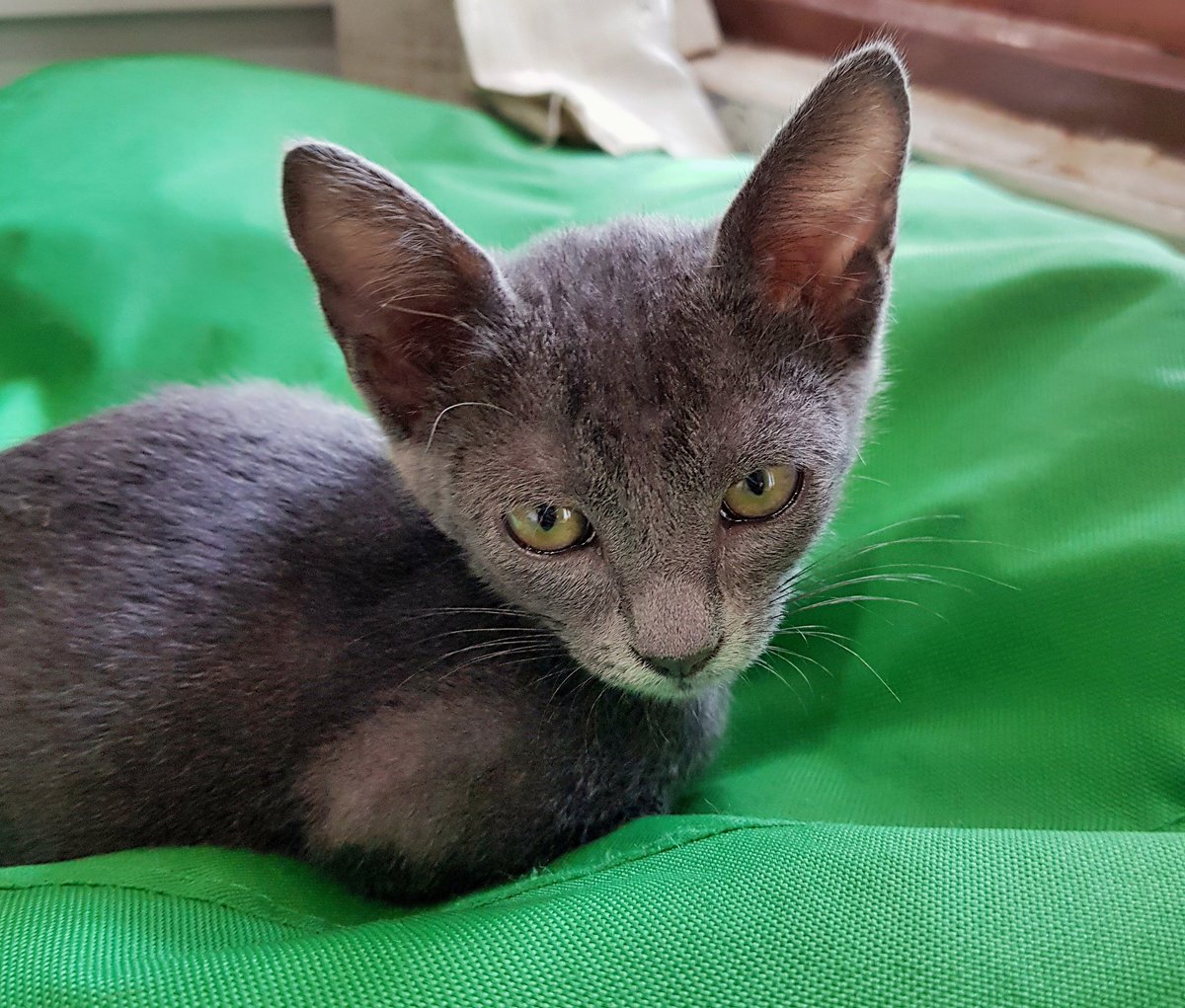 catmodjo's tweet image. My beautiful RIRI 😍