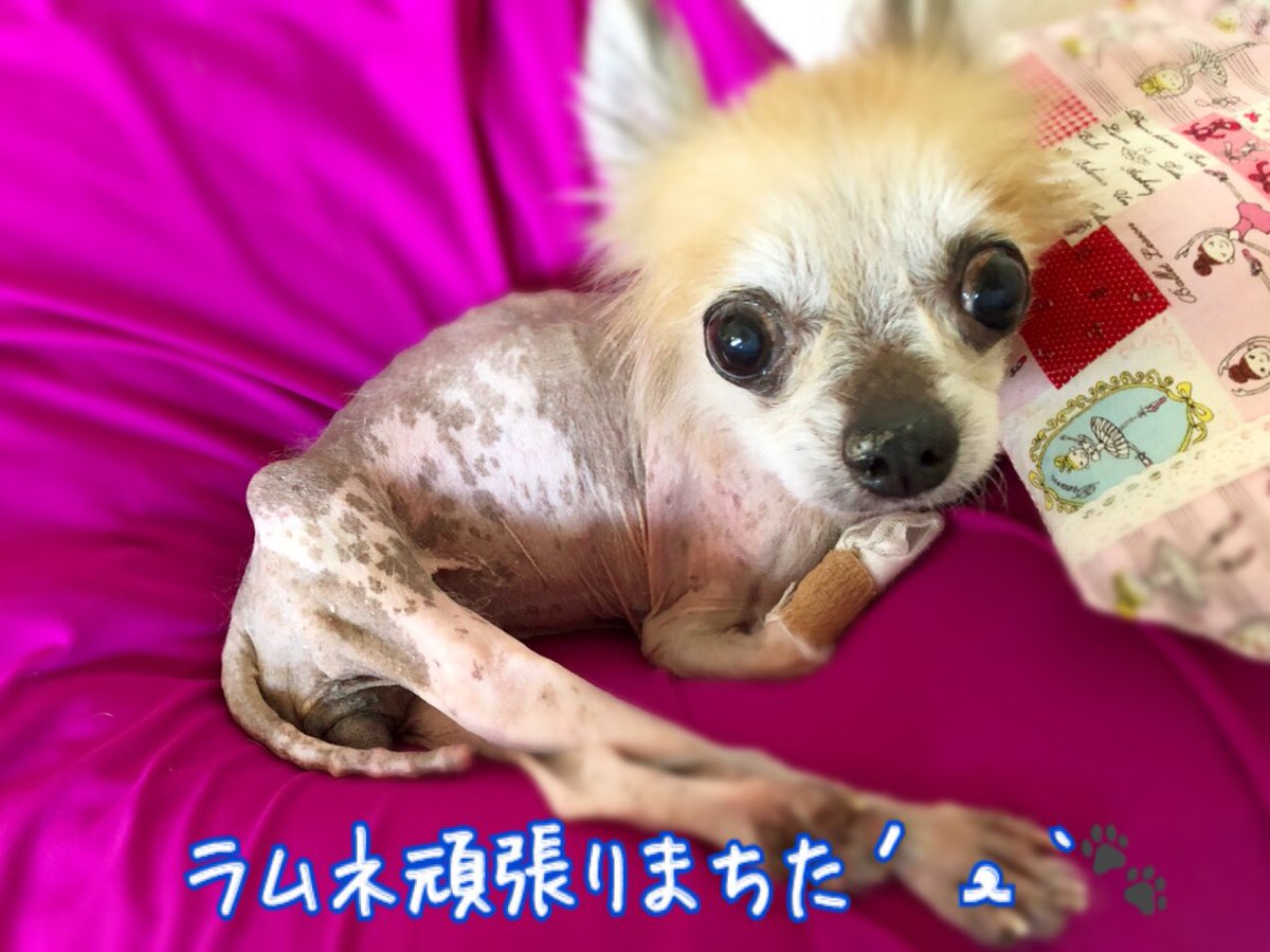 寝たきり犬 寝たきり犬