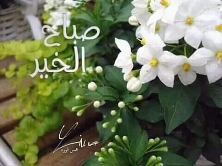 .
مع رائحة الصباح يولد  للحياة امل
فقط ابتسامة مع بداية صباح جميل 
وصباح يبدو و كأنه يقوُل  
هناك شئ سعيد في الطريق
صحه  سعادة راحة بال 
رزق  ورضـى الرحمن
اتمناها لي و لكم هذا  الصباح

صباحكم سعادة 💕 وراحة باااال

#جــــودي
#يخبرني_الصباح